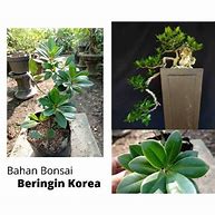 Jual Bonsai Beringin Korea